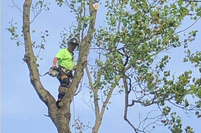 tree trim